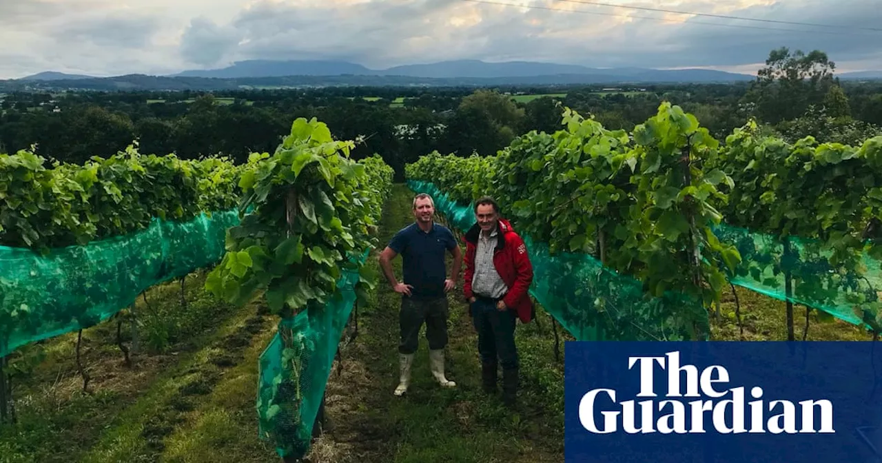 Irish Wine: From Joke to Arguably Very Fine