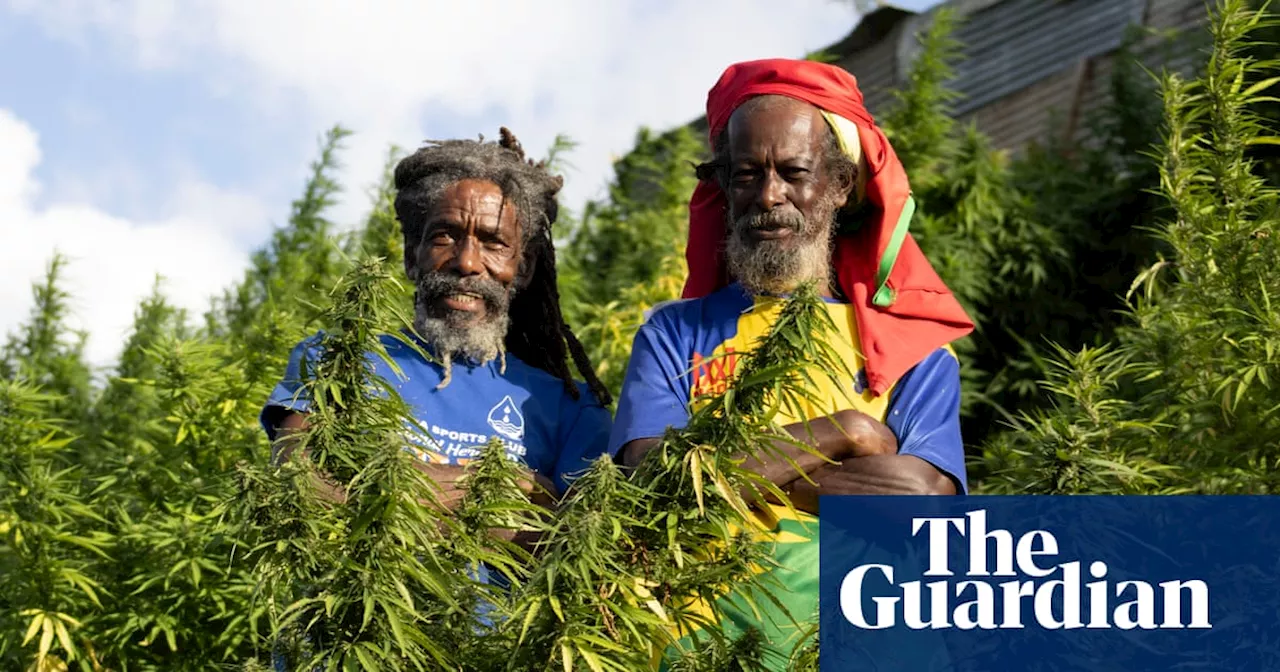 Rastafarian Farmers Bloom in Legalised Caribbean Cannabis Industry