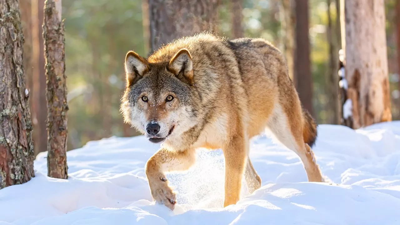 Disput über Abschuss eines Problemwolfs