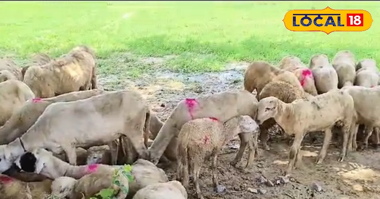 गोंडा में भेड़ पालन योजना: 90% सब्सिडी