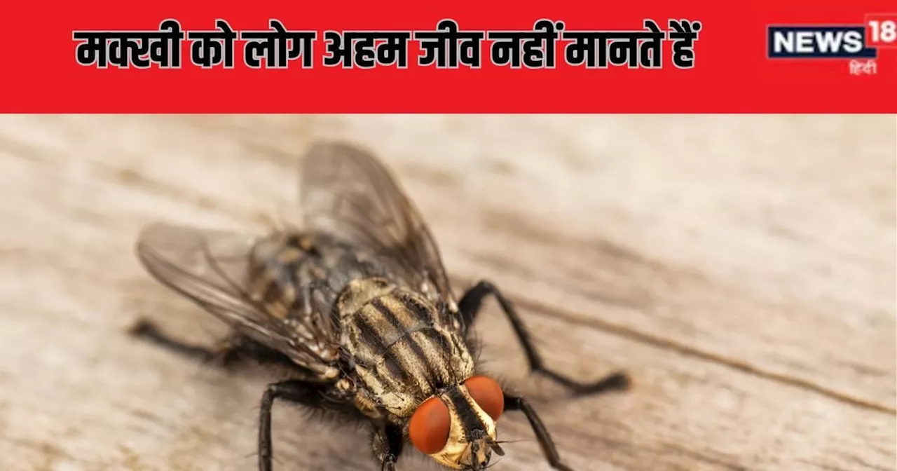 फ्रूट फ्लाई : बीमारियों से लेकर जीनोम तक