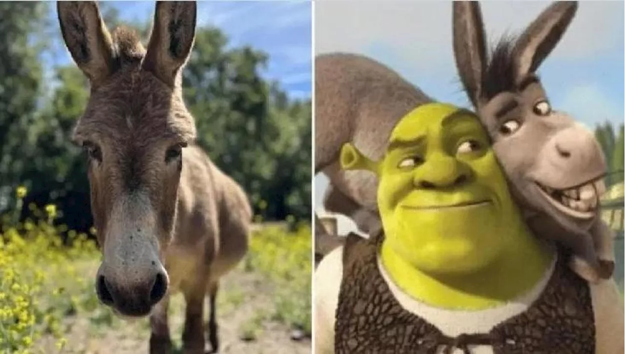 Addio a Perry, l'asino di Shrek