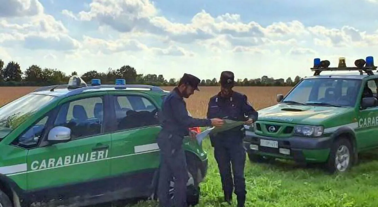 Lupo intrappolato dal recinto elettrico: salvato dai forestali e portato nel bosco