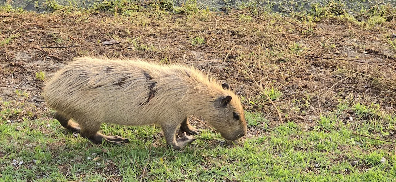 Capivaras do Pantanal e Cuiabá Ficaram Louras por Conta do Calor Extremo