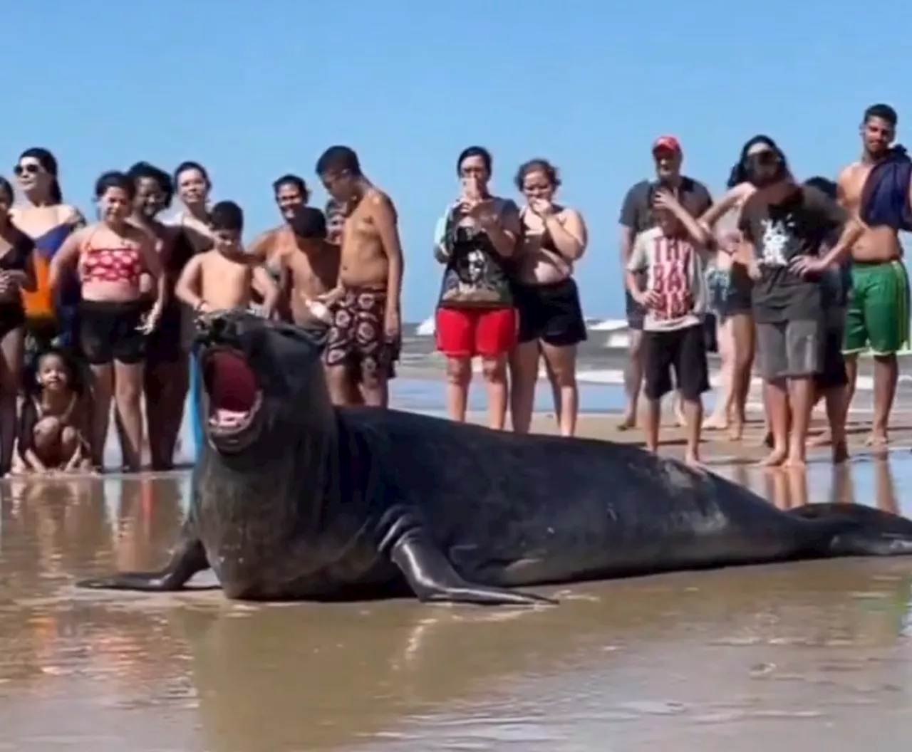 Elefante-marinho aparece em praia do litoral gaúcho e diverte banhistas; veja vídeo