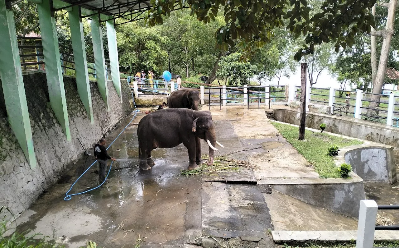 Dua Gajah Dilindungi di Taman Satwa Waduk Gajah Mungkur Dirantai