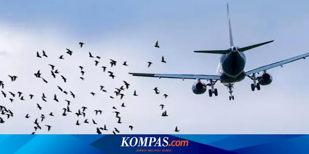 Kecelakaan Jeju Air, Mungkinkah Kawanan Burung Penyebabnya?