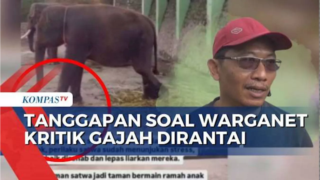 Video Gajah Berrantai di Taman Satwa Wonogiri Ramai Di Media Sosial