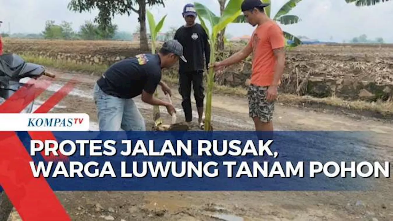 Warga Cirebon Tuntut Perbaikan Jalan dengan Menanam Pohon Pisang dan Replika Kuburan