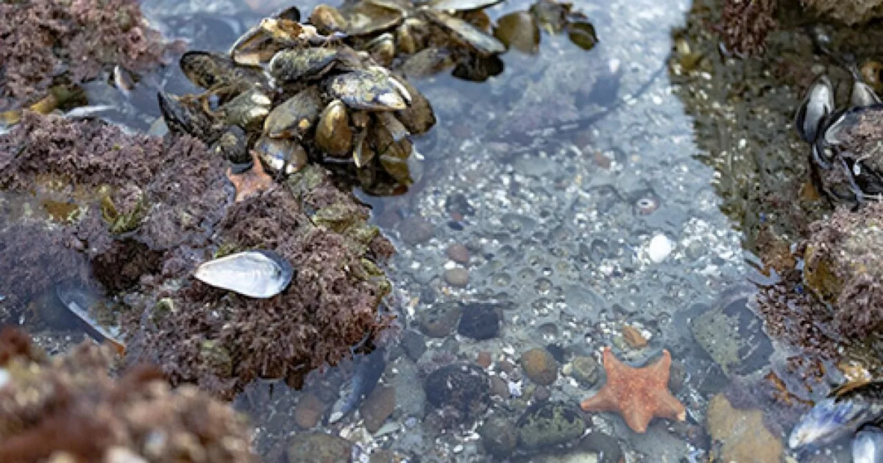 San Diego Eco Tour: Explore Tide Pools and Marine Life