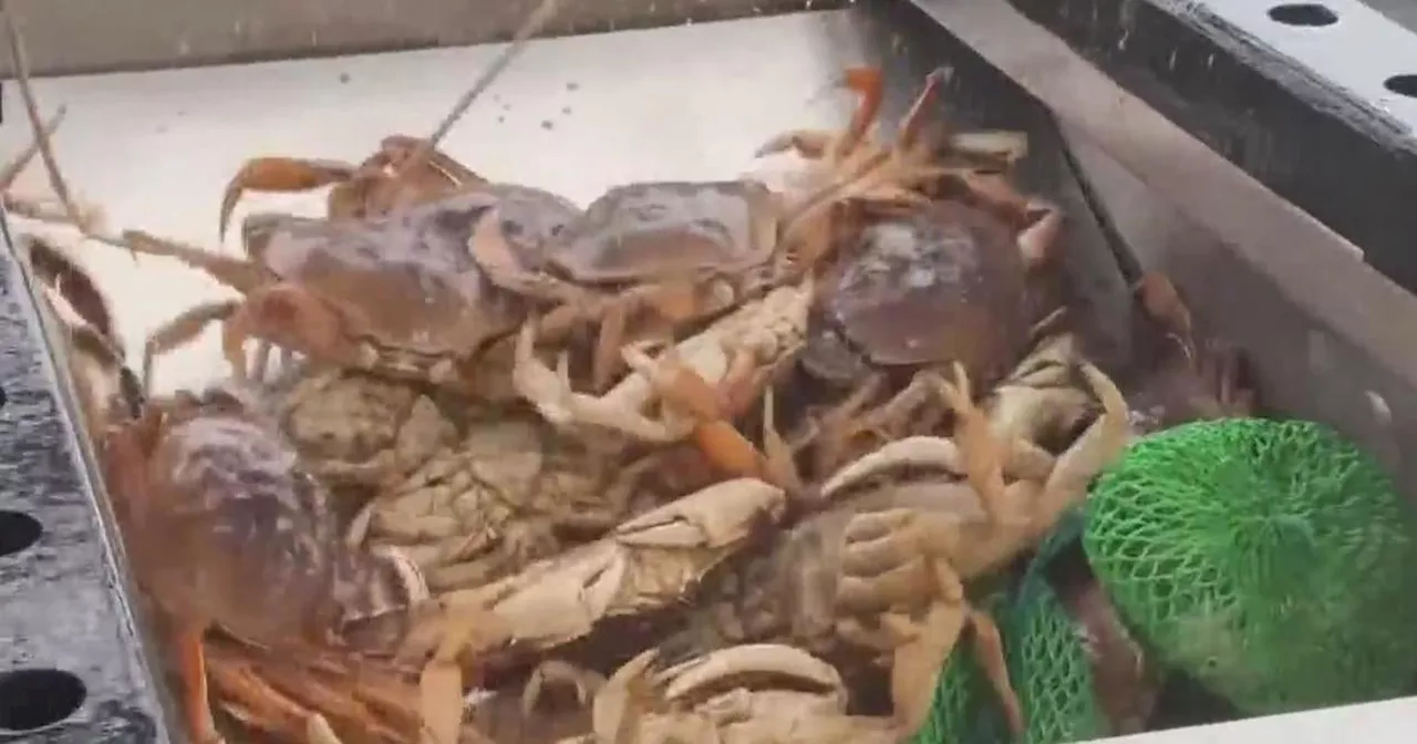 Bay Area's Dungeness Crab Season Finally Begins After Delay