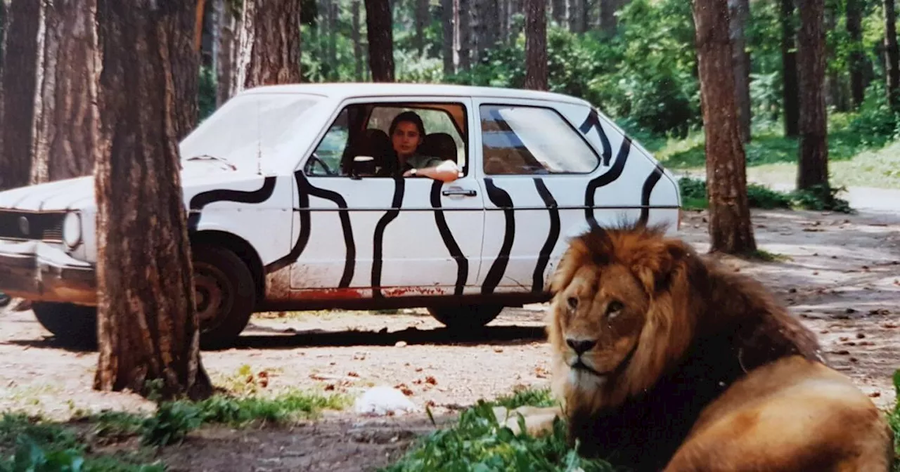 Alles für die (große) Katz: Letzter Löwe des Safariparks Gänserndorf gestorben