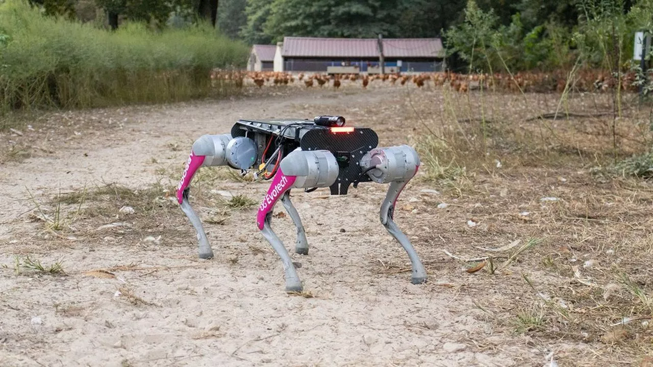 Du déminage à l’élevage : dans les Landes, un chien robot aux mille casquettes