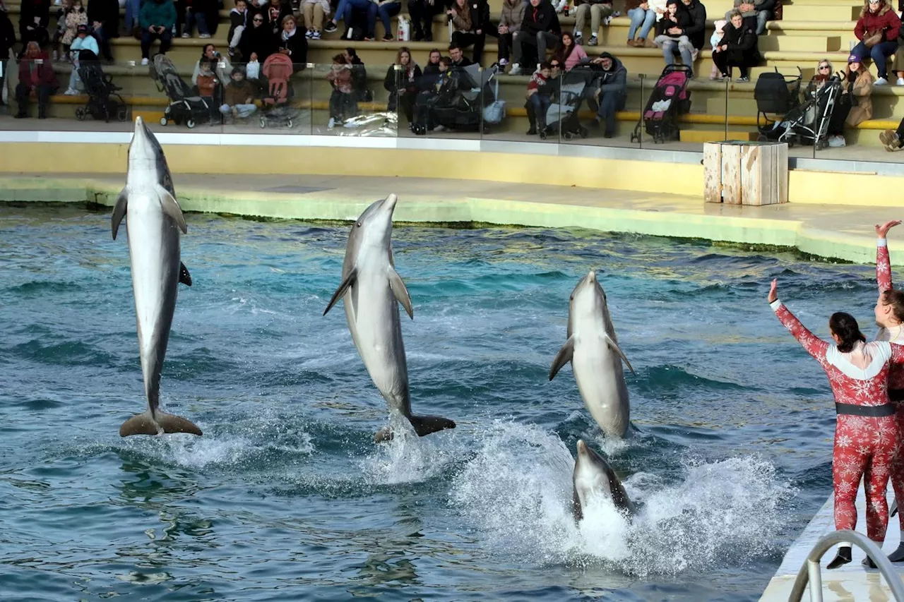 Marineland Antibes ferme ses spectacles d'animaux aquatiques