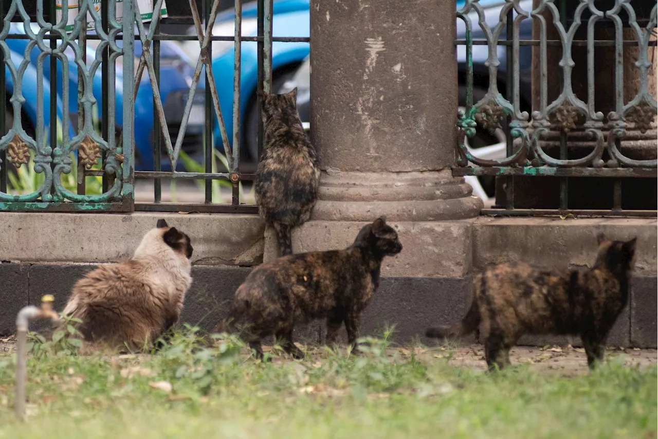 Reunión para Proteger a los Gatos del Panteón de San Fernando