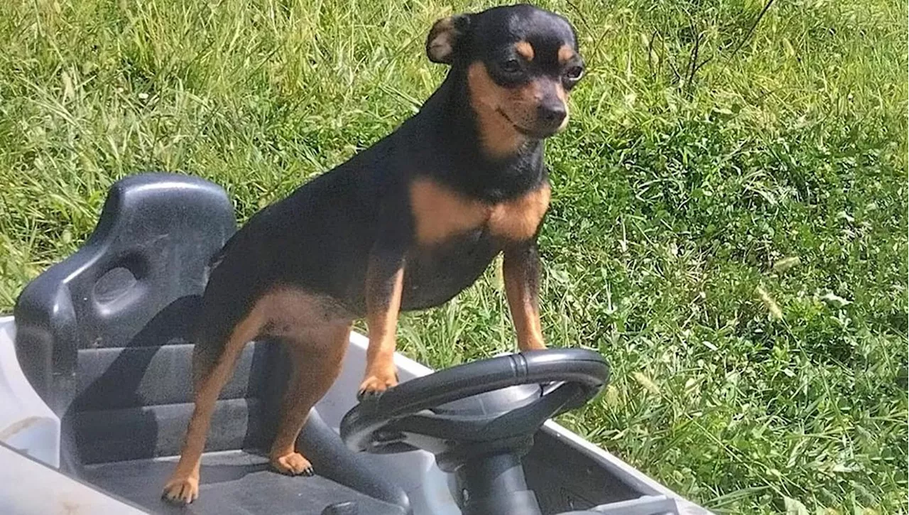 Cane Scomparso da Torino: Falsa Proprietaria Afferra e Scompare