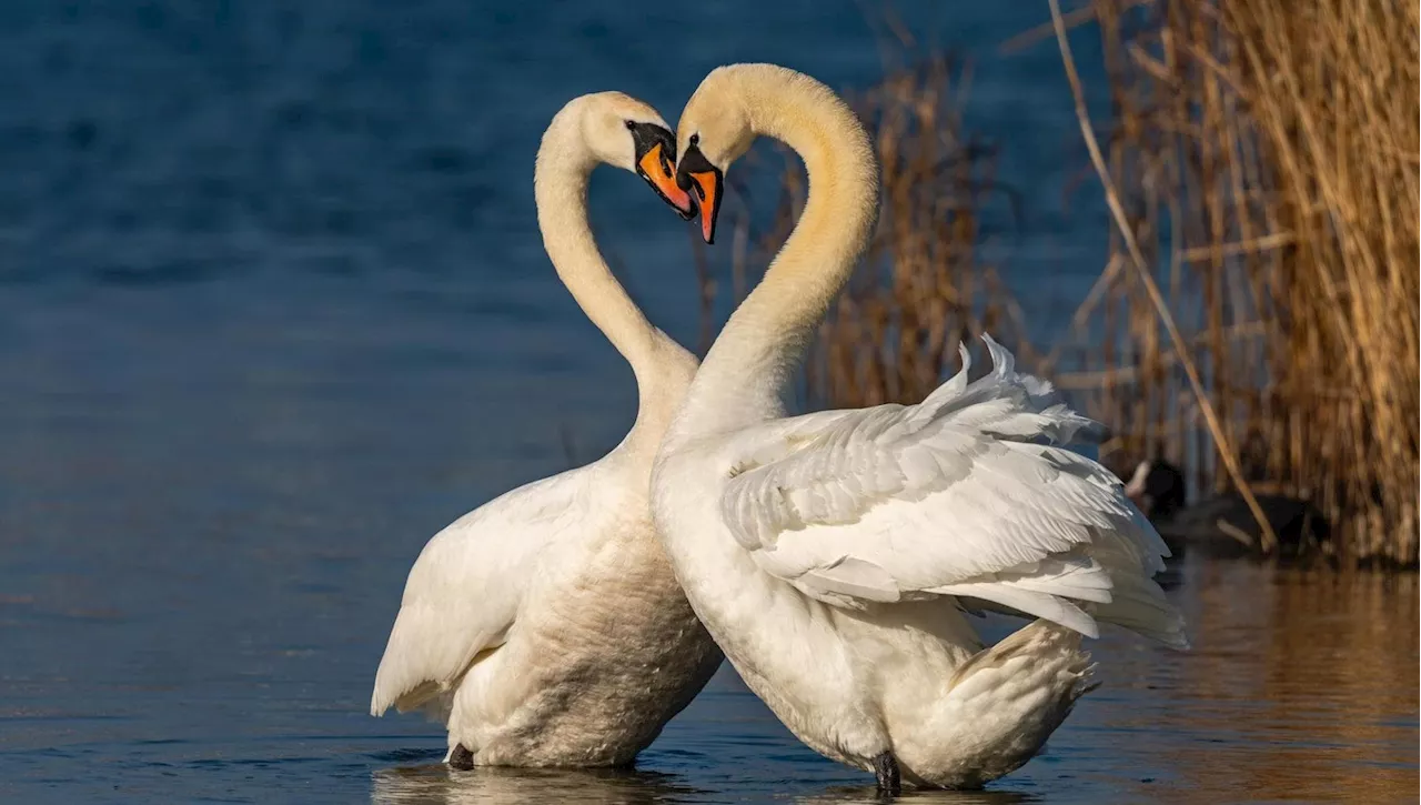 Il Cambiamento Climatico e il Divorzio nel Regno Animale