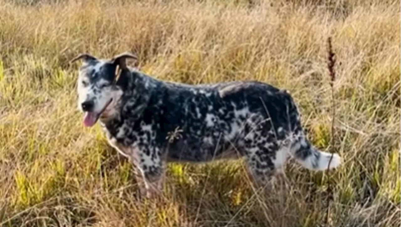 Un nuovo inizio per Pi: il cane che superò il trauma grazie all'amore di un uomo