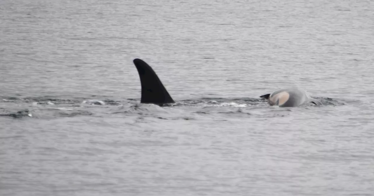 Orca Calf Dies, Mother Again Carries Remains