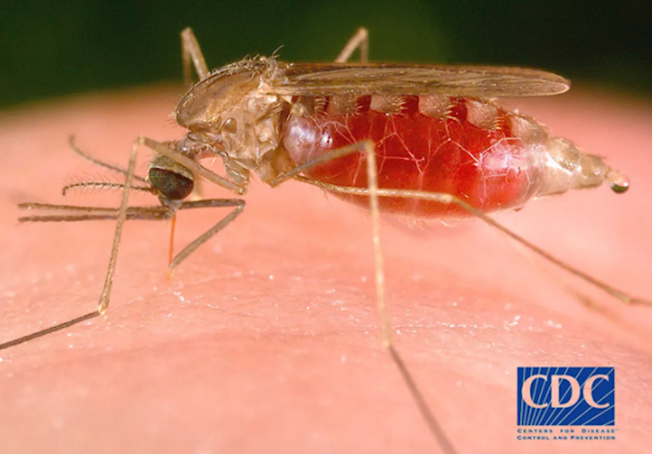 Scientists Create Effective Method to Use Mosquitoes as “Flying Syringes” to Vaccinate Humans against Malaria