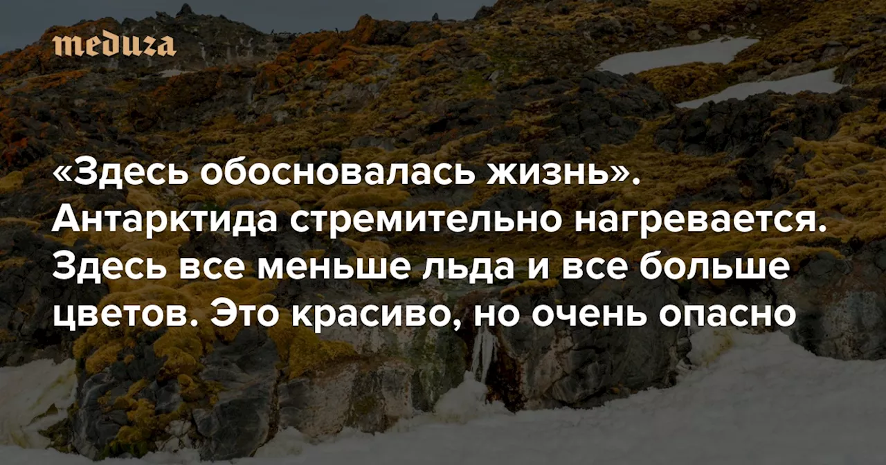 Антарктида стремительно нагревается: здесь все меньше льда и все больше цветов