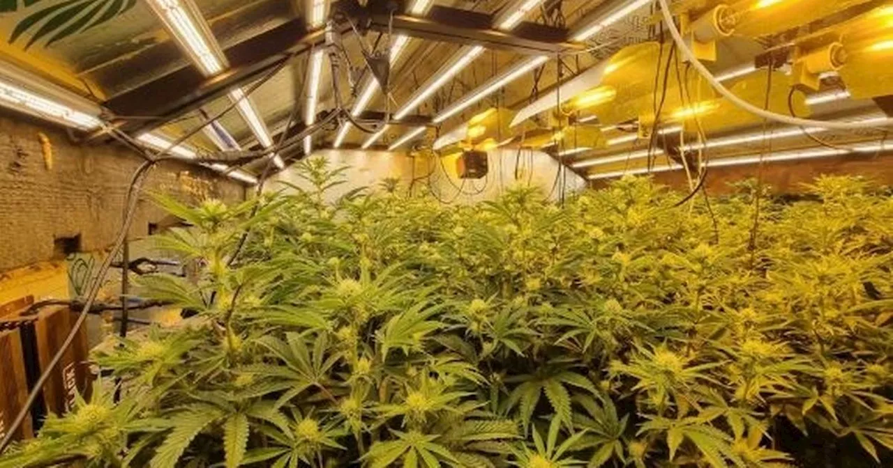 Cannabis Farm Discovered in Bolton Home