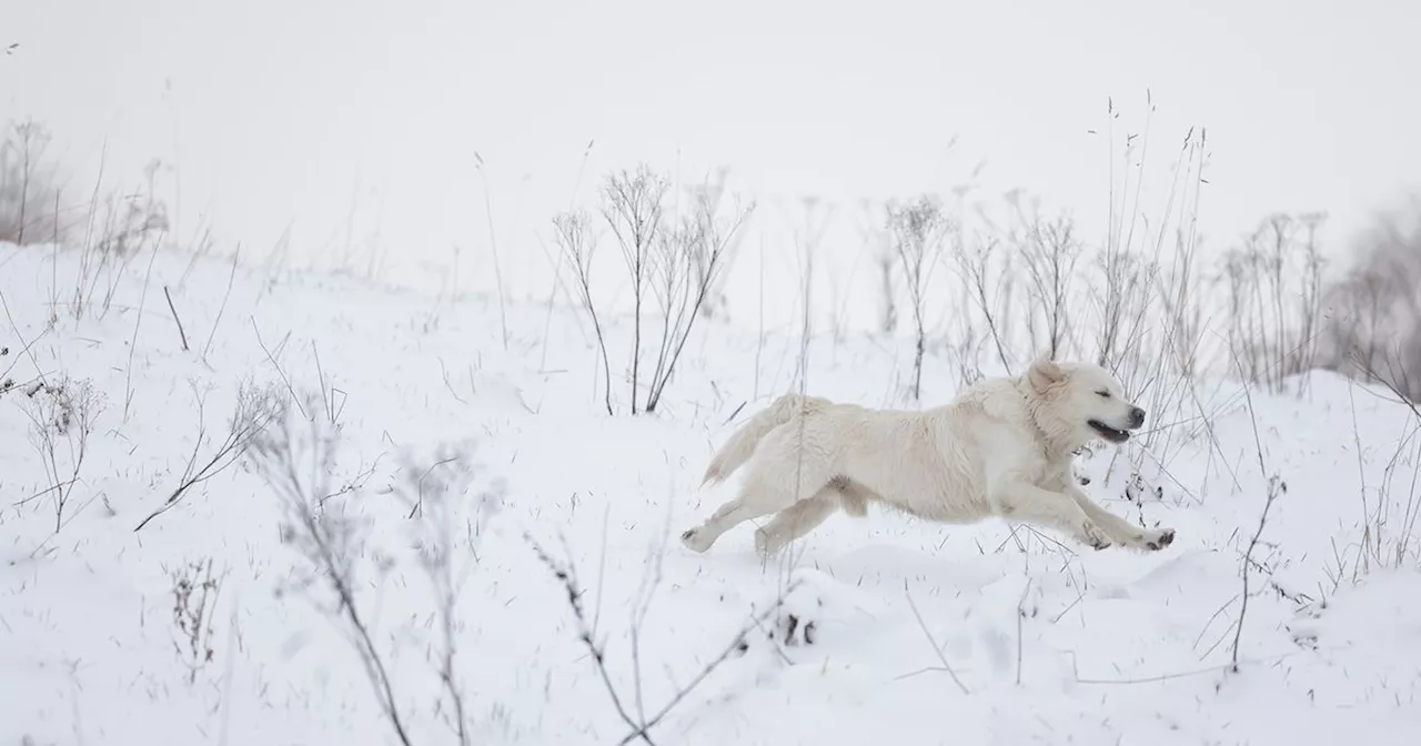 Dogs Play in the Snow as M6, M62, M61 Impacted by Weather