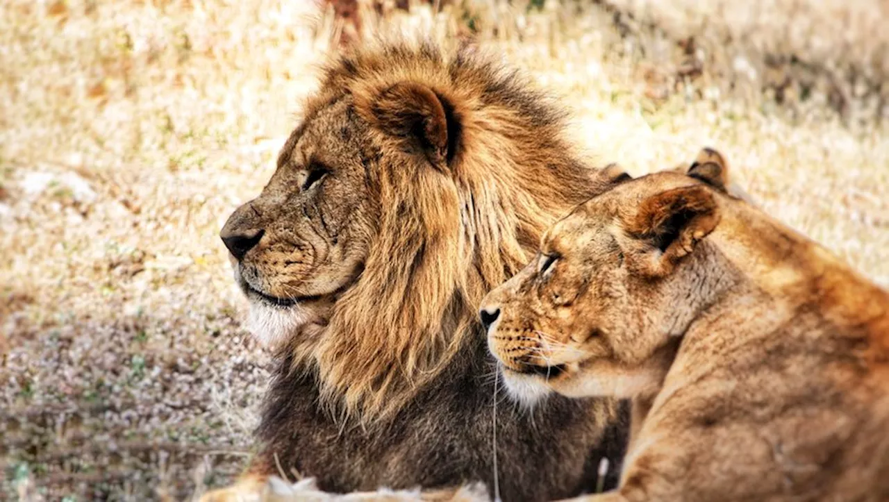 Miracle à Matusadona : un garçon retrouvé vivant après cinq jours dans un parc animalier infesté de lions