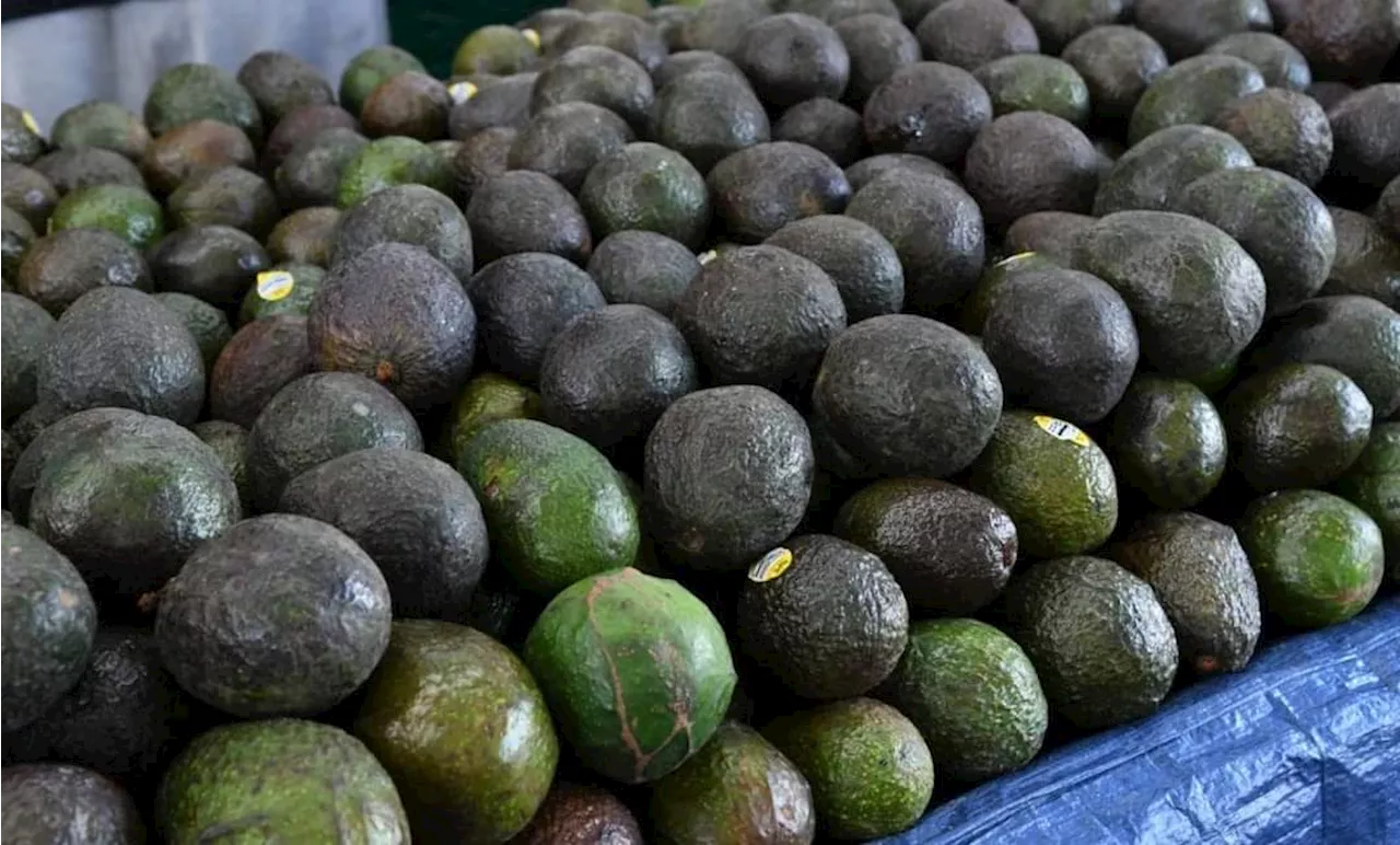 México liderará exportaciones de aguacate hasta 2033