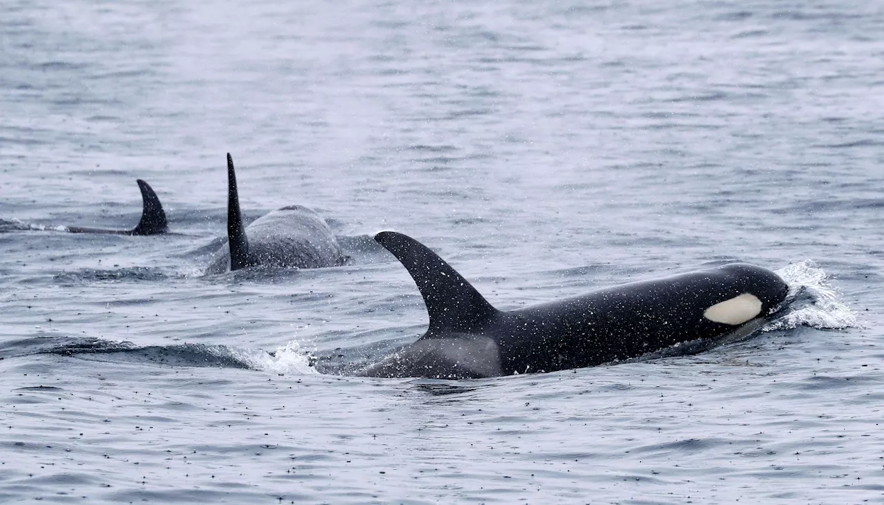 Orcas beschädigen Segelboote vor Portugal