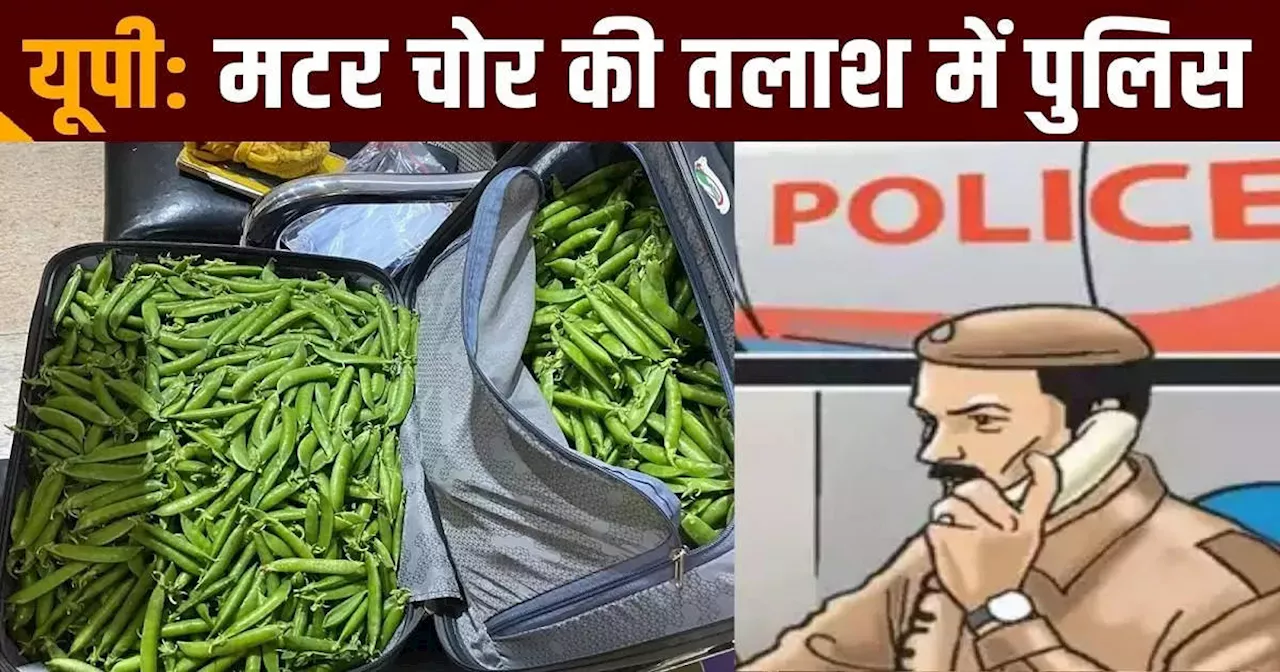 फतेहपुर में मटर की चोरी