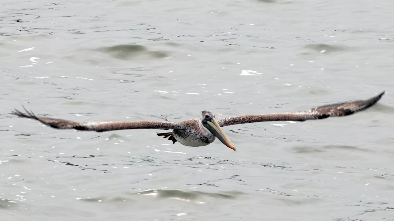 Central Coast Bird Fest Offers Over 250 Birding Experiences