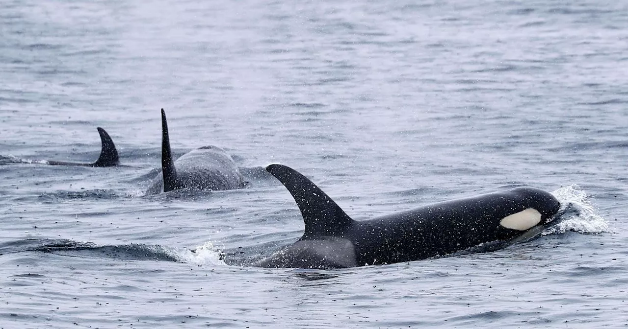 Orca-Begegnung vor Portugal: Segelboot schwer beschädigt