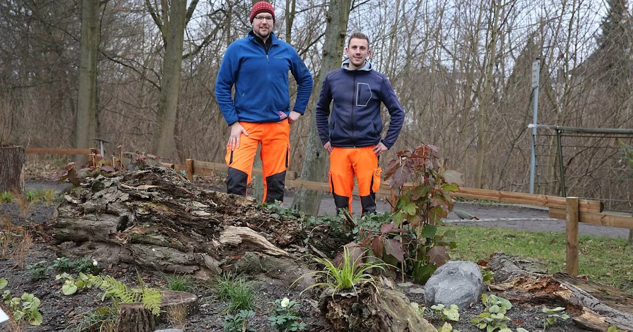 Totholz-Beete in Bad Oeynhausen fördern Biodiversität