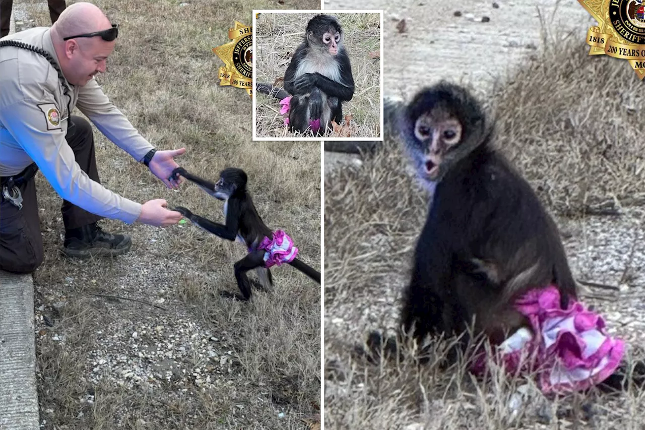 Escaped Spider Monkey in Pink Tutu Rescued by Sheriff's Deputy in Missouri