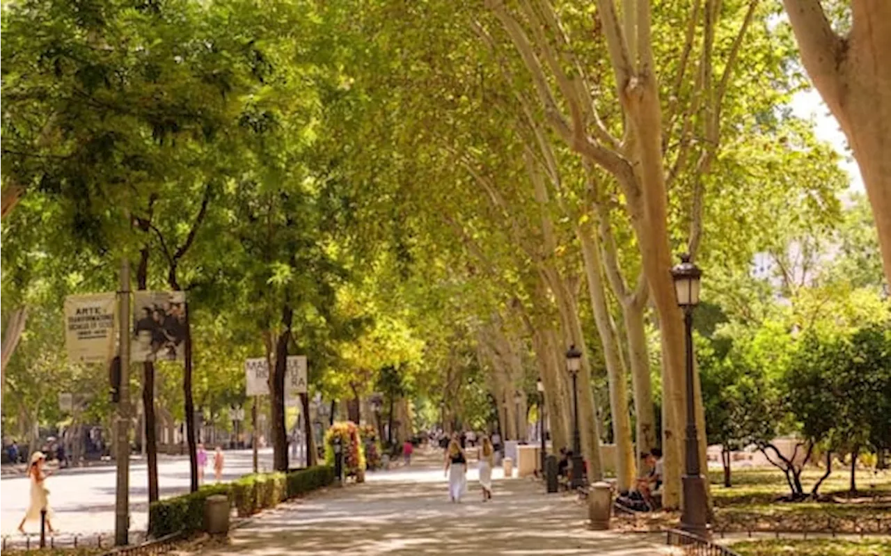 Roma si lancia in un grande progetto di forestazione