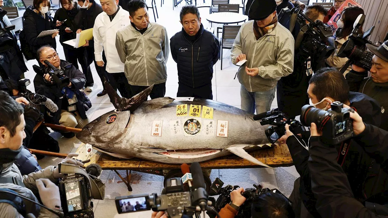 Thunfisch-Auktion in Japan: 207 Millionen Yen für Glück im neuen Jahr