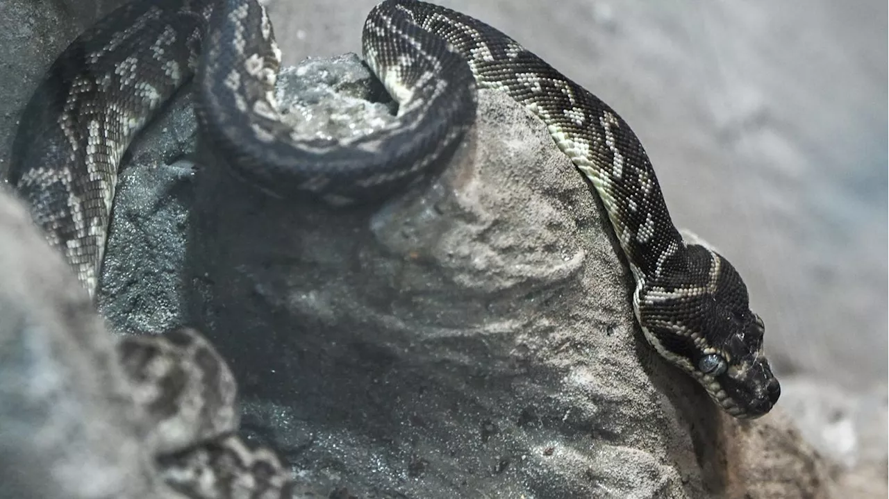 Zwei Rauschuppenpythons ziehen in den Tierpark Perleberg ein