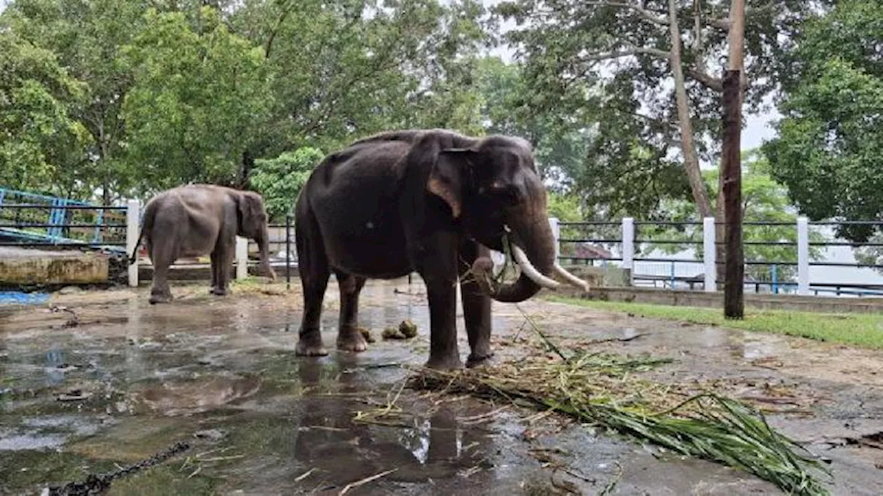 Gajah Dirantai karena Berahi di Wonogiri, Dua Mati Karena Sakit di Aceh Barat dan Pelalawan