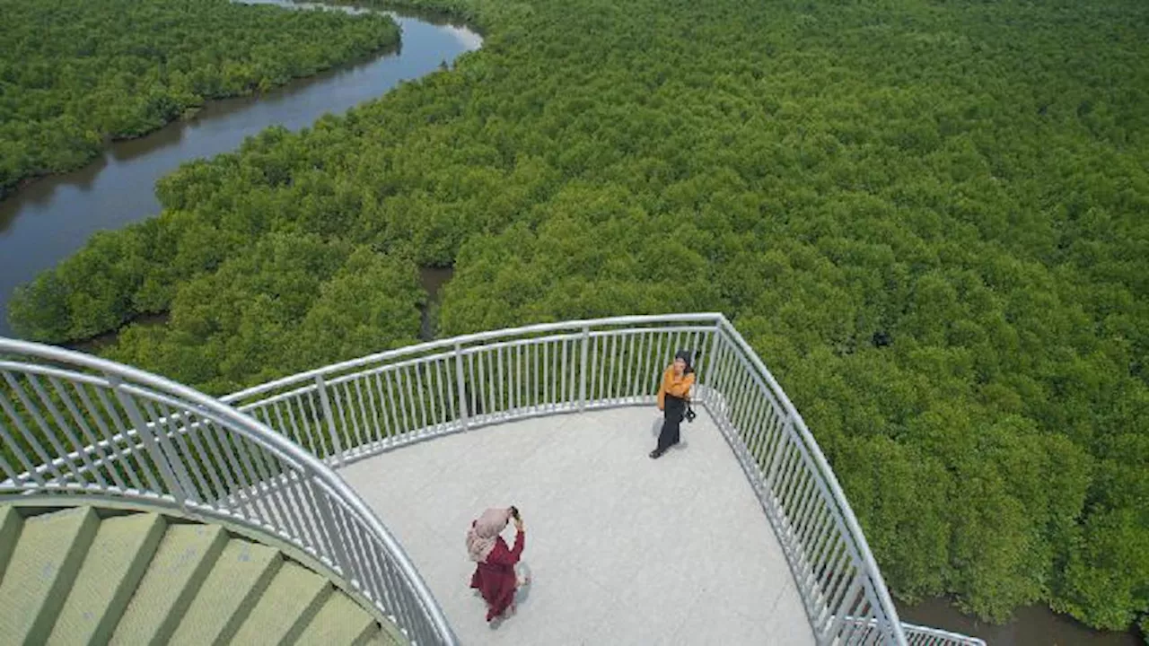 Manfaat Hutan Mangrove bagi Keberlangsungan Pesisir