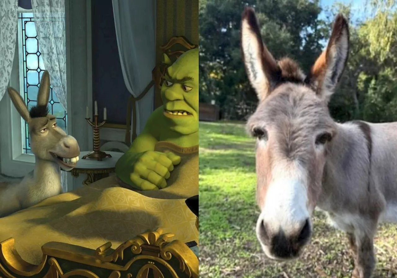 Shrek-eselens forbilde er død