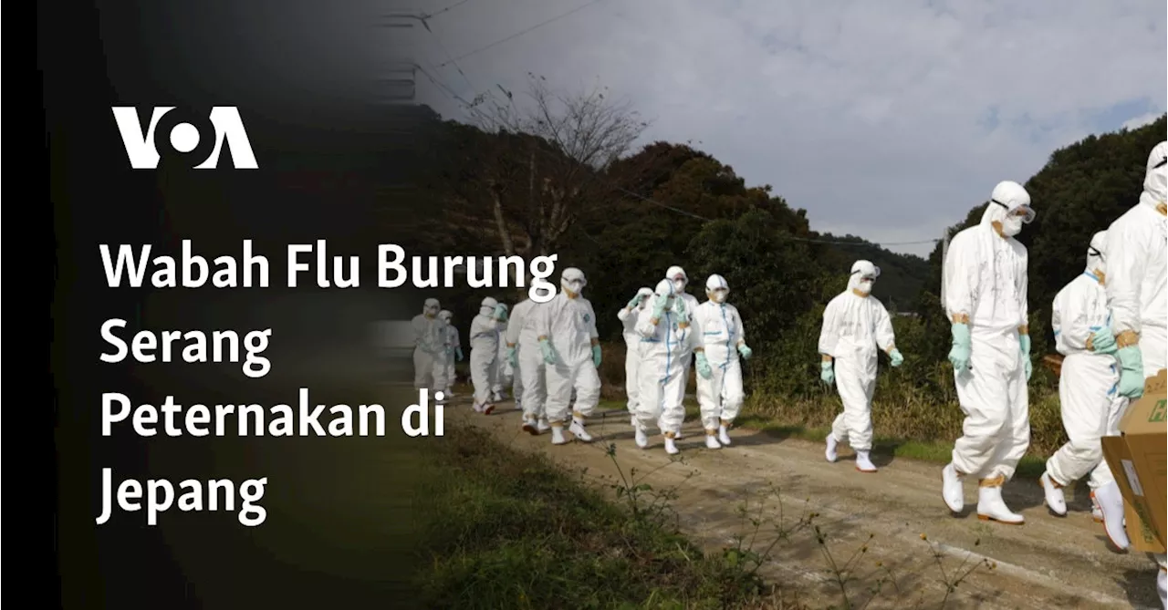 Jepang Memusnahkan 50.000 Ayam Akibat Wabah Flu Burung