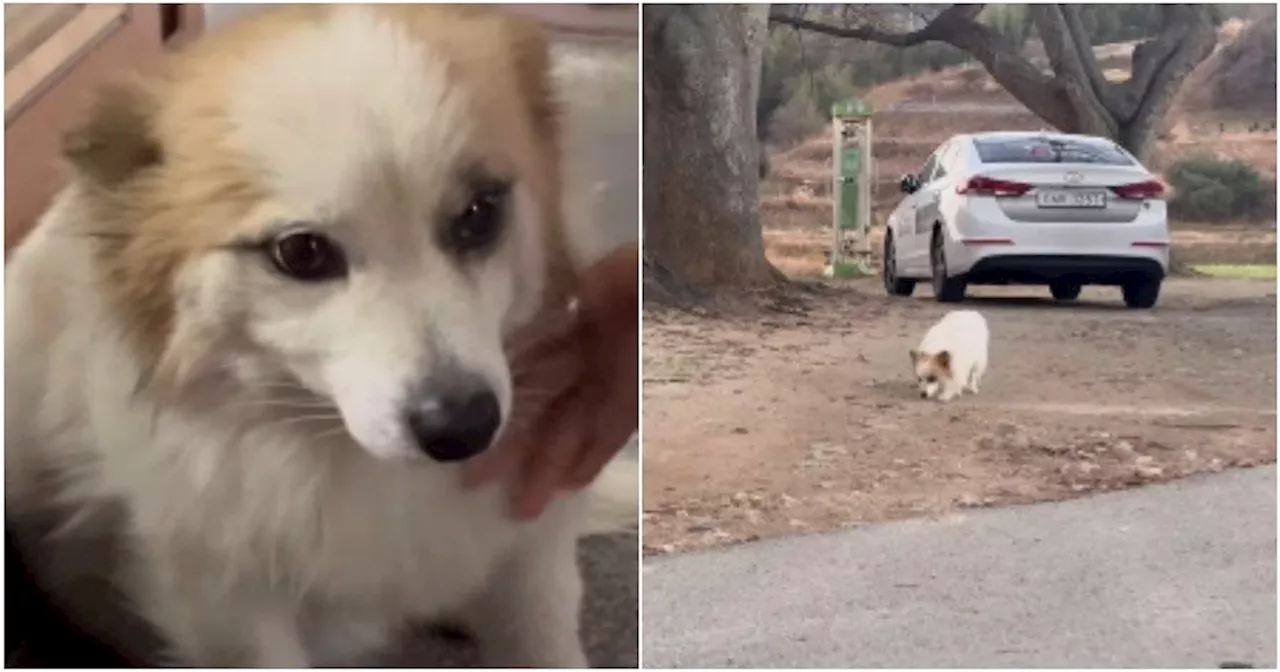 Loyal Dog Waits for Owner After Jeju Air Crash