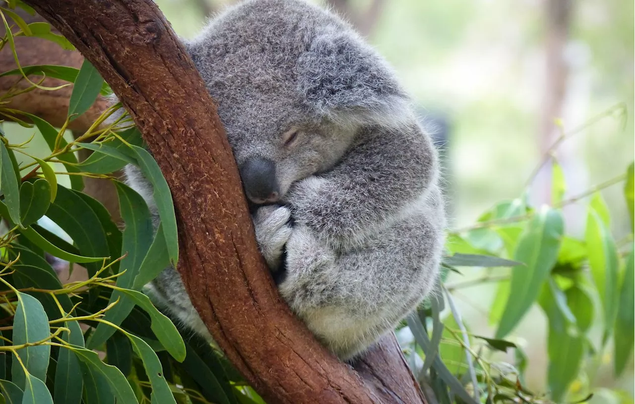 Les Animaux Champions du Sommeil