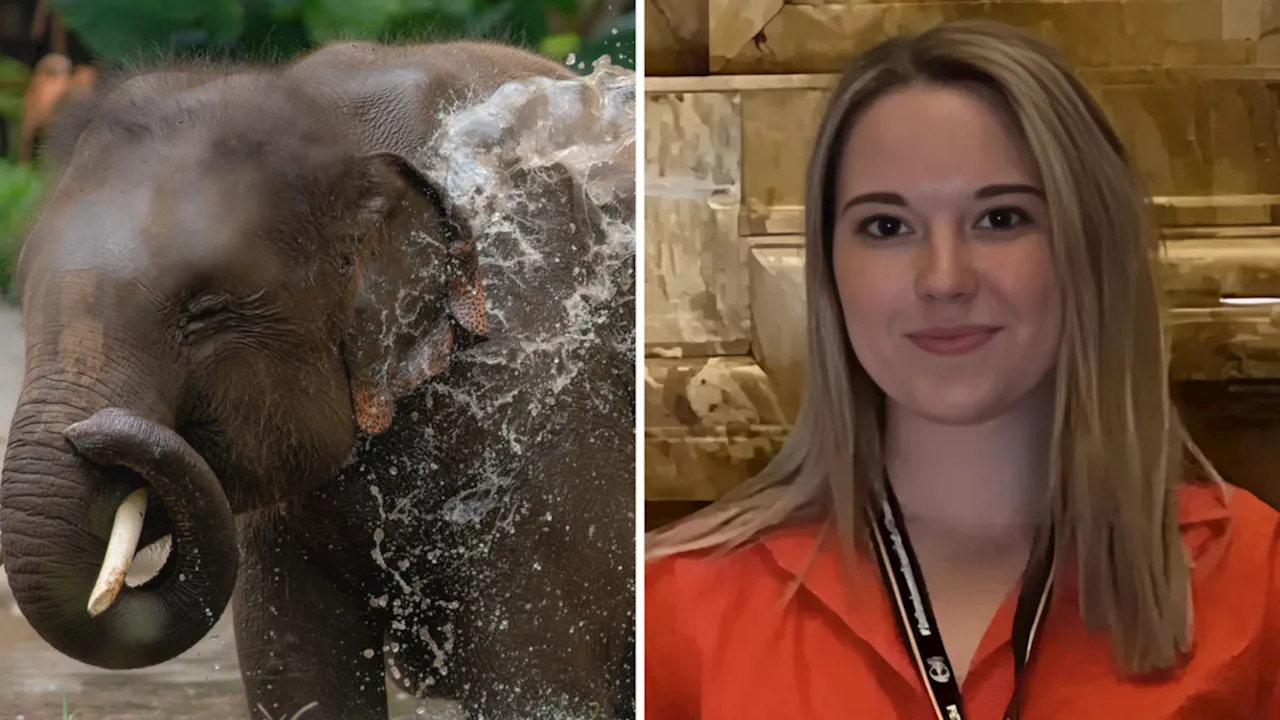 Spanish Tourist Killed By Elephant Trunk During Sanctuary Bath