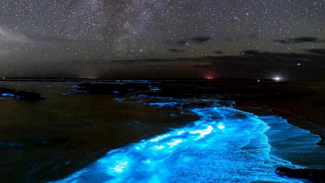 Tasmania Bathes in Bioluminescent 'Sea Sparkle' Bloom