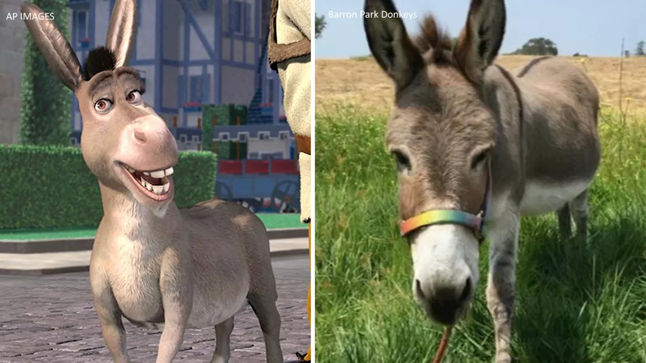 Inspirational 'Shrek' Donkey Perry Dies at 30