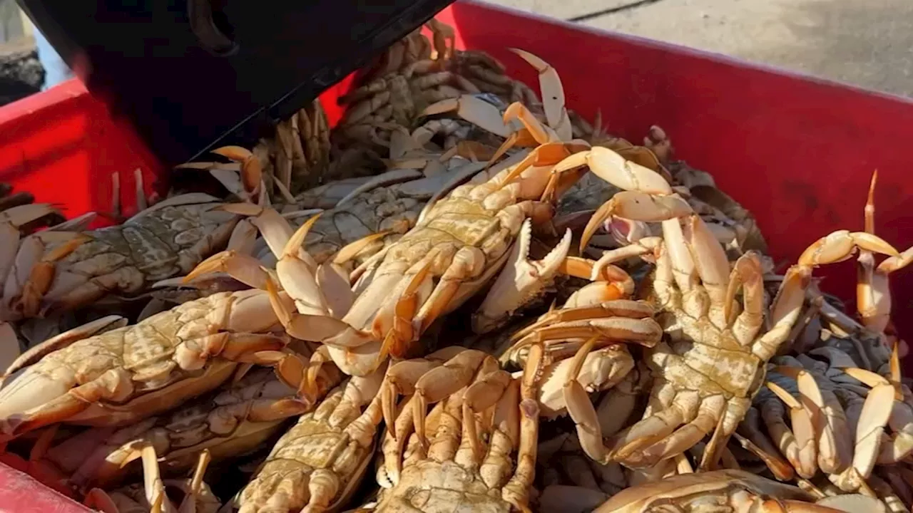 Dungeness Crab Season Opens in Northern California After Delay