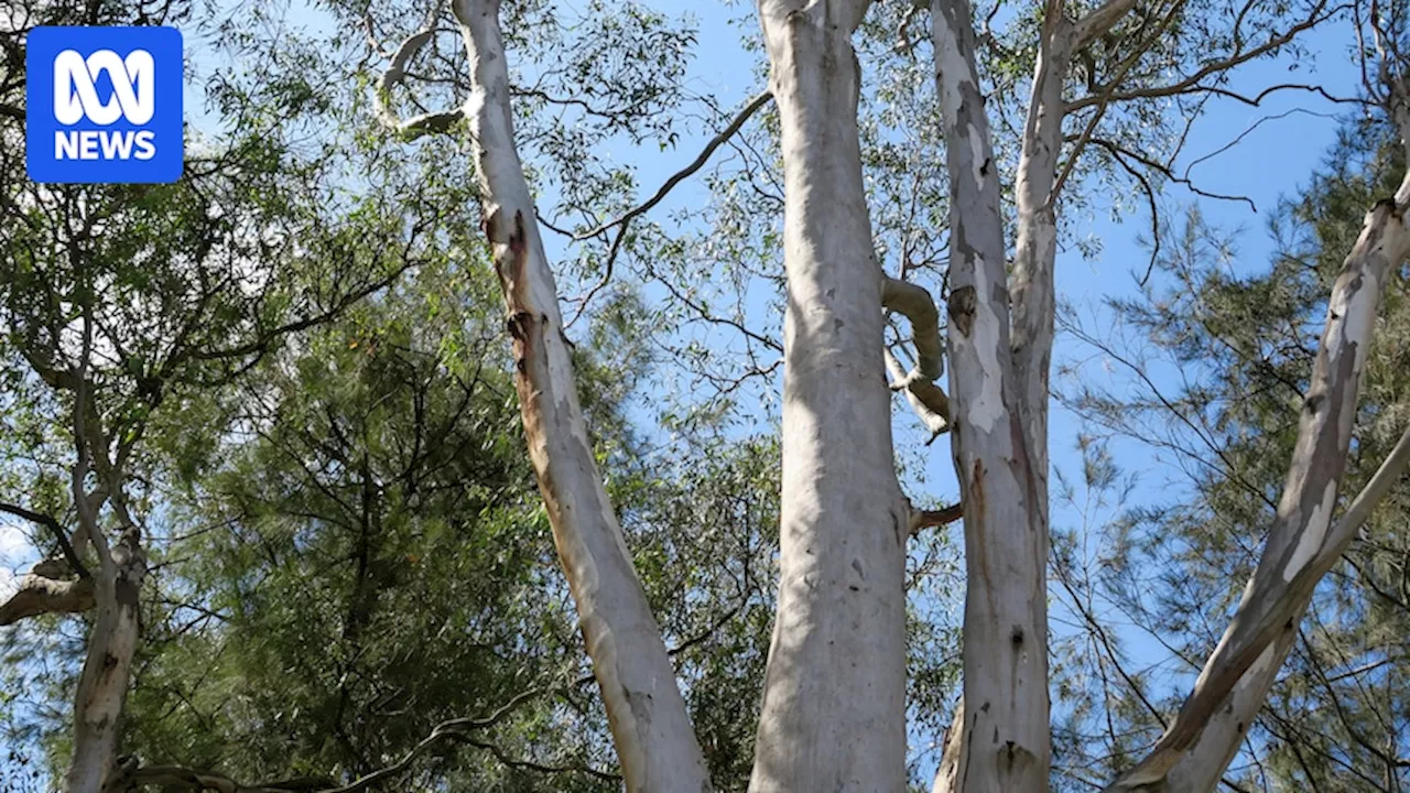 Falling Tree Limbs: A Hidden Danger at Campgrounds