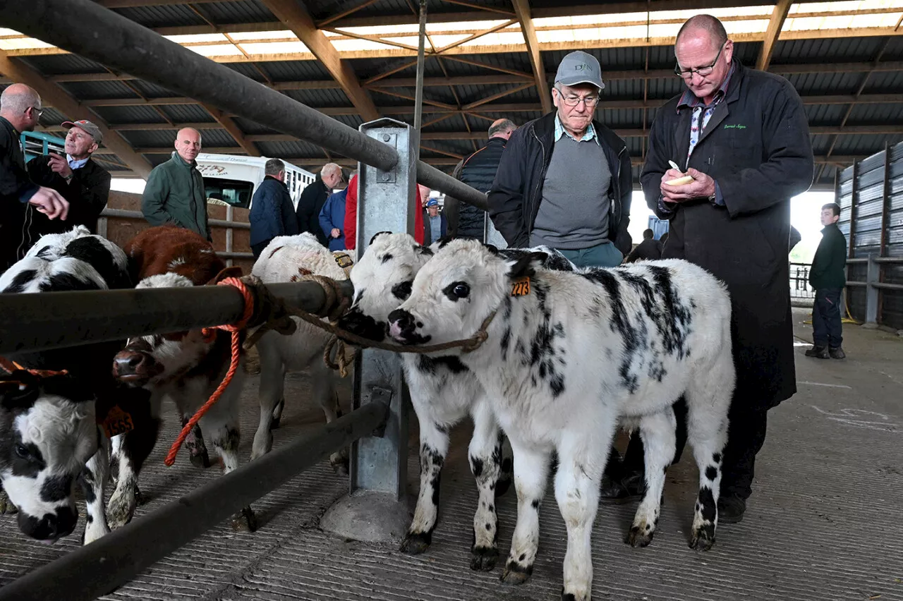 Carenatan, Derniers Marchés aux Bestiaux du Cotentin